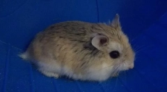 Hogyan lehet meghatározni a padlót hörcsög